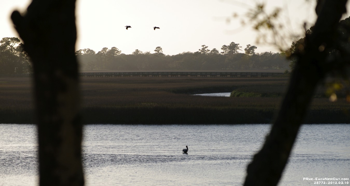 28772CrLeRe - Vacation at Kiawah Island, SC - Pelicans!